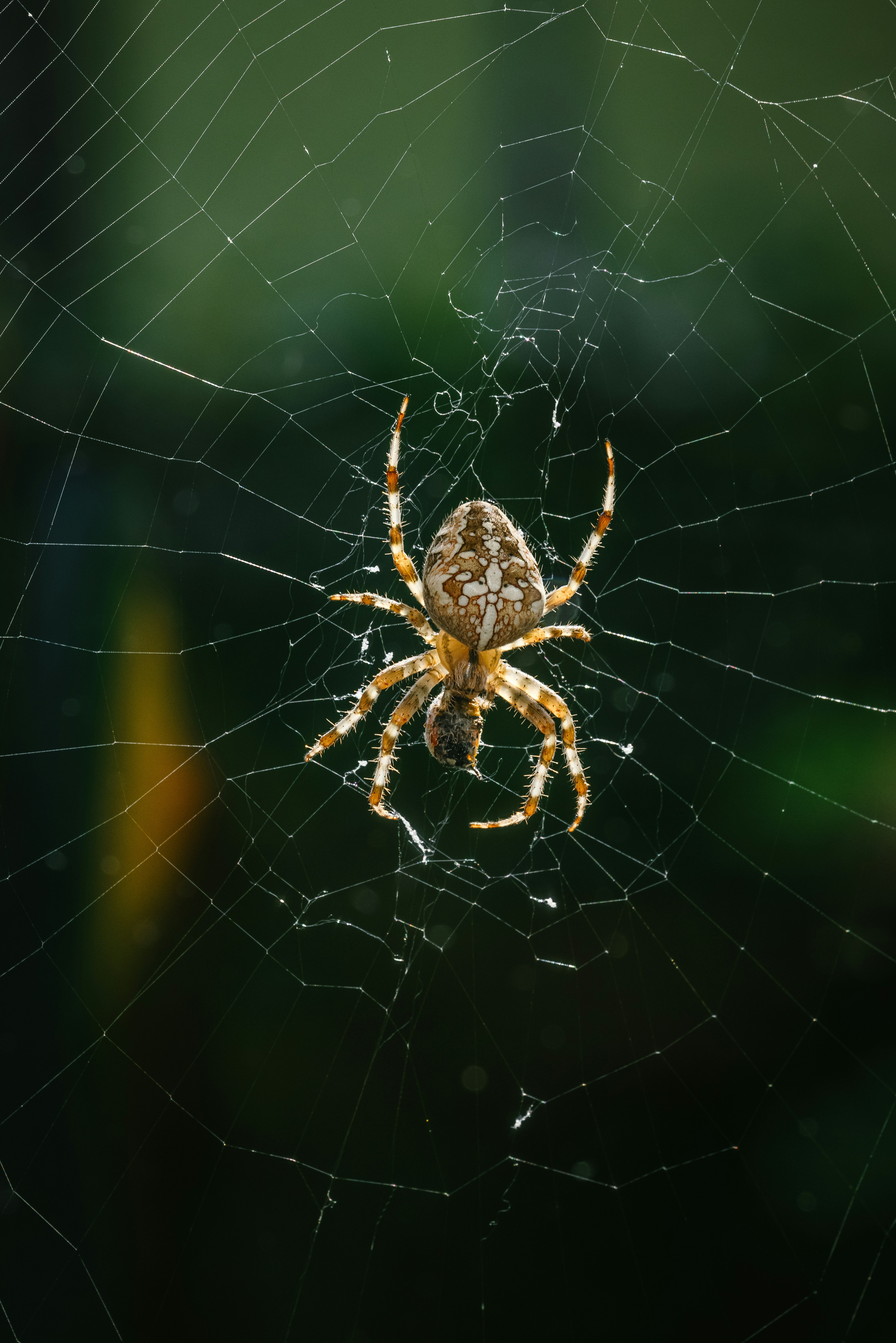 brown spider on spider web during daytime